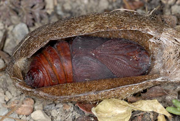 Chrysalis inside a cocoon